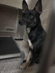 Shelter Stray Male Dog last seen Near BLOCK 36TH LN, AVONDALE CO 81022, 4600 Eagleridge Pl, Pueblo, CO 81008, USA