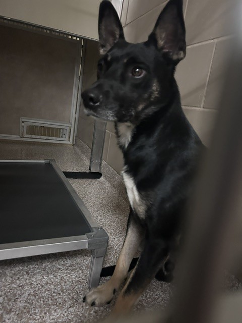 Shelter Stray Male Dog last seen Near BLOCK 36TH LN, AVONDALE CO 81022, 4600 Eagleridge Pl, Pueblo, CO 81008, USA