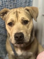 Lost Male Dog last seen Padgett switch and pine springs, Irvington, AL 36544