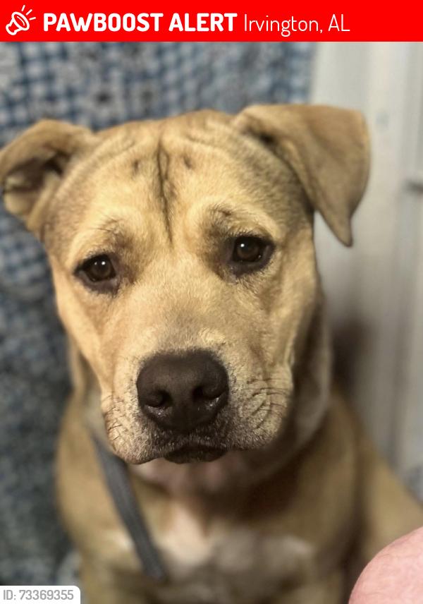 Lost Male Dog last seen Padgett switch and pine springs, Irvington, AL 36544