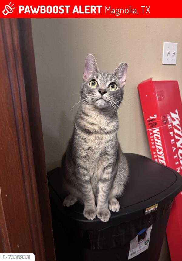 Lost Male Cat last seen Shadberry Dr in Westwood North Subdivision off FM 1488, Magnolia, TX 77354