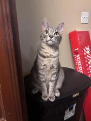 Lost Male Cat last seen Shadberry Dr in Westwood North Subdivision off FM 1488, Magnolia, TX 77354