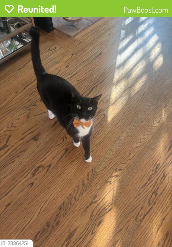 Reunited Male Cat last seen Waverley and Lauren st, Menlo Park, CA 94025