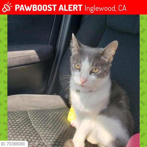 Lost Female Cat last seen Centinela, Inglewood, CA 90302