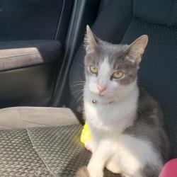 Lost Female Cat last seen Centinela, Inglewood, CA 90302