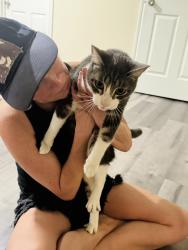 Reunited Male Cat last seen 16th street texas city, texas 77590, Texas City, TX 77590
