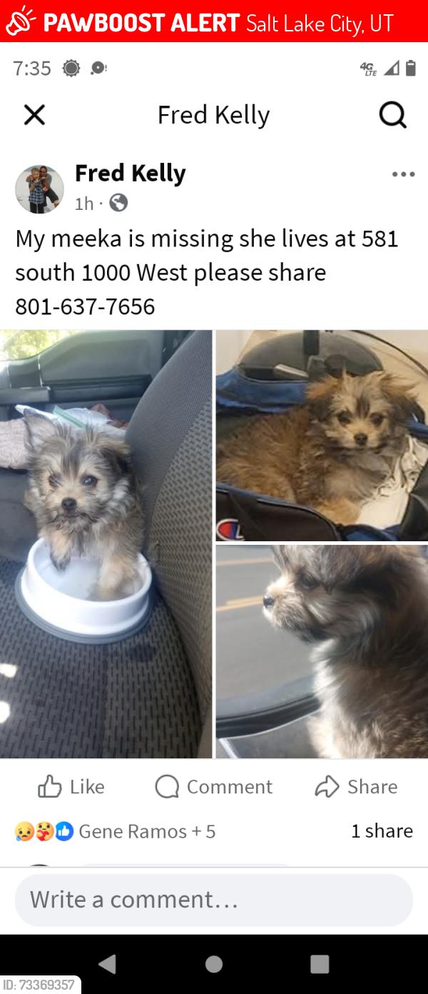 Lost Female Dog last seen Near south 1000 west, Salt Lake City, UT 84104