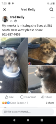 Lost Female Dog last seen Near south 1000 west, Salt Lake City, UT 84104