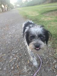 Found/Stray Female Dog last seen Sunnymead ranch, Moreno Valley, CA 92557