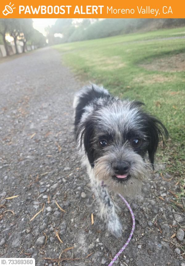 Found/Stray Female Dog last seen Sunnymead ranch, Moreno Valley, CA 92557