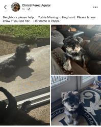 Reunited Female Dog last seen Charles/Fox, Hughson, CA 95326