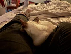 Reunited Female Cat last seen Pilgrim Rd and Cloville Ave, Baltimore, MD 21214