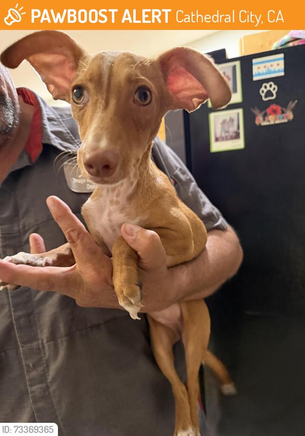 Found/Stray Female Dog last seen 33rd street, Cathedral City, CA 92235
