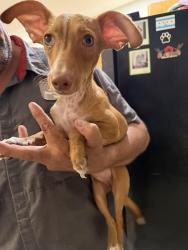 Found/Stray Female Dog last seen 33rd street, Cathedral City, CA 92235