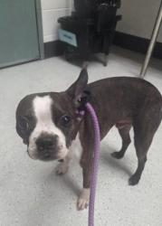 Shelter Stray Male Dog last seen Bancroft and 98th ave, Oakland, CA, 1101 29th Ave, Oakland, CA 94601, USA