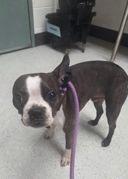 Shelter Stray Male Dog last seen Bancroft and 98th ave, Oakland, CA, 1101 29th Ave, Oakland, CA 94601, USA