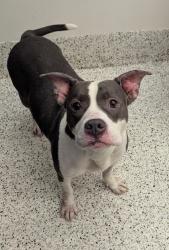 Shelter Stray Female Dog last seen Near Adamsville Dr SW, Atlanta, GA, 1251 Fulton Industrial Blvd NW, Atlanta, GA 30336, USA