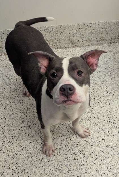 Shelter Stray Female Dog last seen Near Adamsville Dr SW, Atlanta, GA, 1251 Fulton Industrial Blvd NW, Atlanta, GA 30336, USA