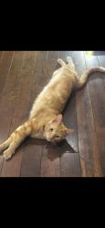 Lost Male Cat last seen Huron Road and New Castle/ parkvale, Kitchener, ON N2R 1W1