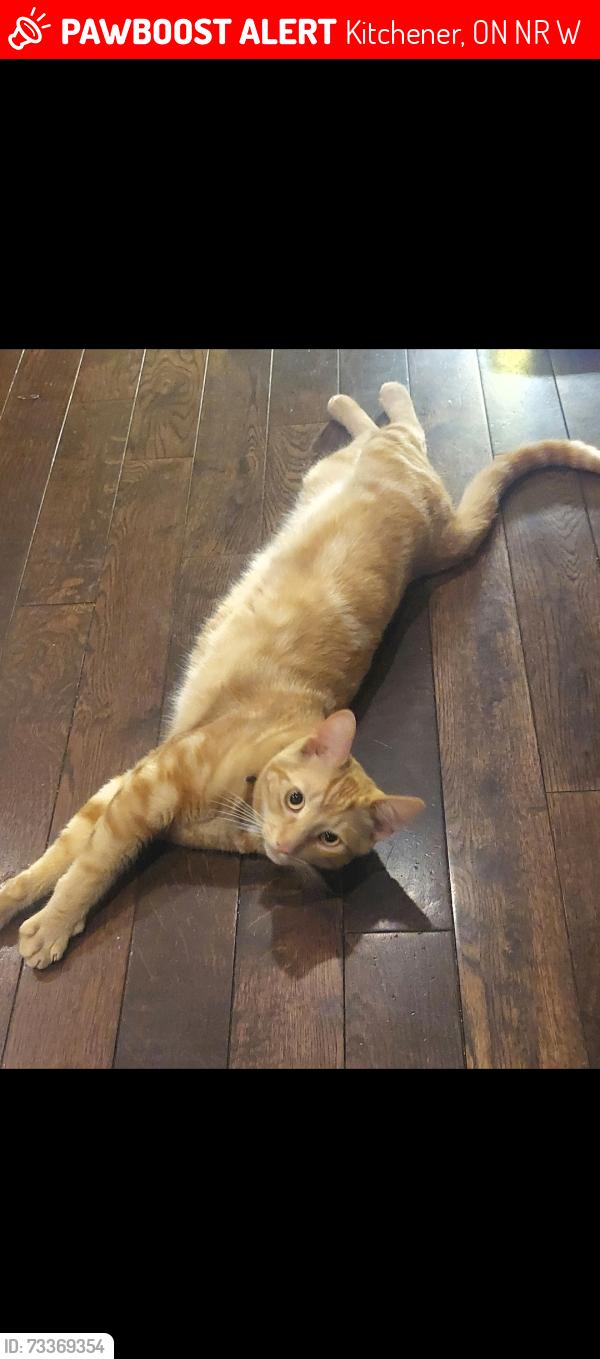 Lost Male Cat last seen Huron Road and New Castle/ parkvale, Kitchener, ON N2R 1W1