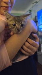 Found/Stray Male Cat last seen Losantiville, Cincinnati, OH 45237