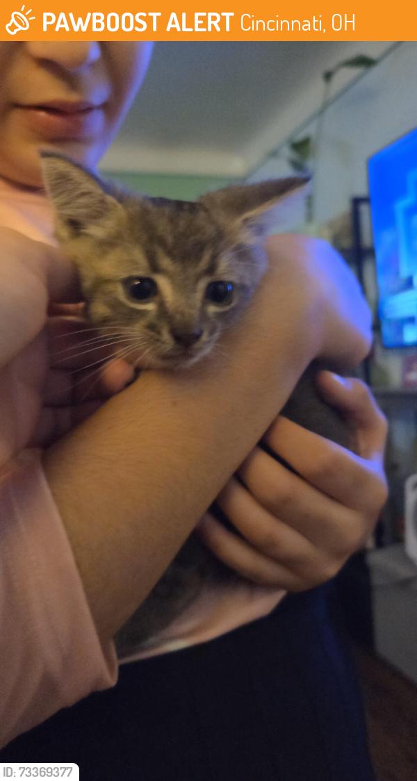 Found/Stray Male Cat last seen Losantiville, Cincinnati, OH 45237