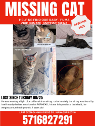 Lost Male Cat last seen Liberia ave, Manassas, VA 20110