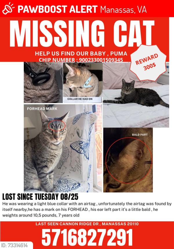 Lost Male Cat last seen Liberia ave, Manassas, VA 20110