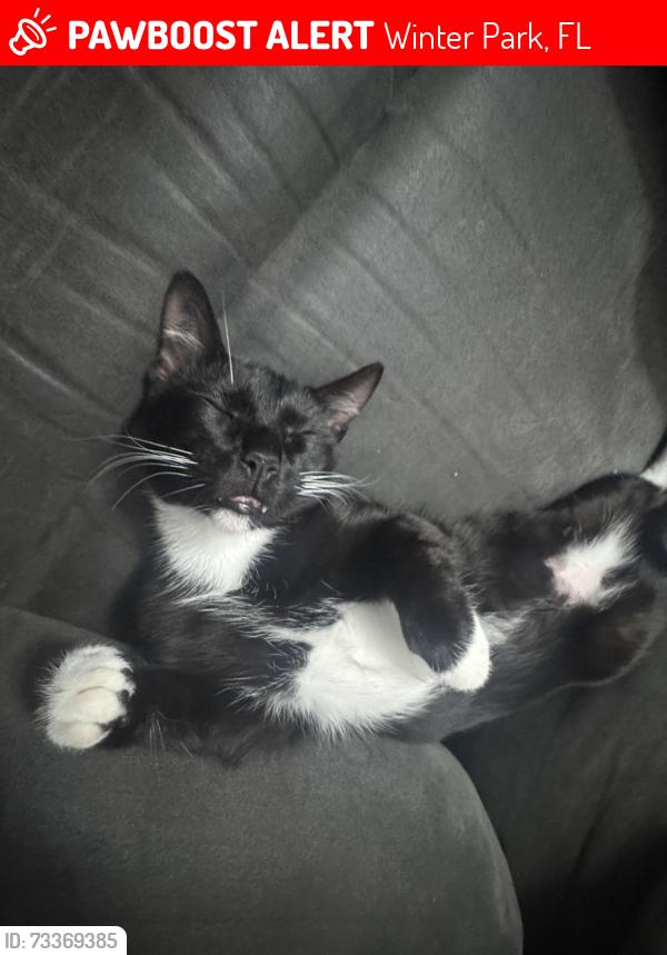 Lost Male Cat last seen Lakemont , aloma, Winter Park, FL 32792