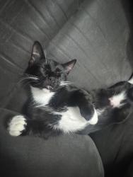 Lost Male Cat last seen Lakemont , aloma, Winter Park, FL 32792