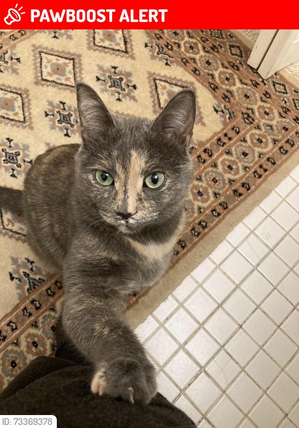 Lost Female Cat last seen Brookside & 8th Street, Colorado Springs, CO 80905