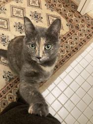 Lost Female Cat last seen Brookside & 8th Street, Colorado Springs, CO 80905