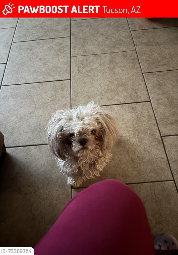 Lost Female Dog last seen Ajo y mission, Tucson, AZ 85713