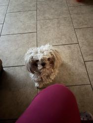 Lost Female Dog last seen Ajo y mission, Tucson, AZ 85713