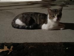 Found/Stray Male Cat last seen Mt Vernon and George Washington Blvd, Wichita, KS 67210