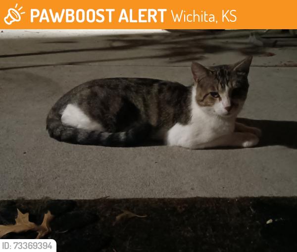 Found/Stray Male Cat last seen Mt Vernon and George Washington Blvd, Wichita, KS 67210