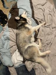 Reunited Unknown Dog last seen Near Panhandle Rd, Hampton, GA 30228