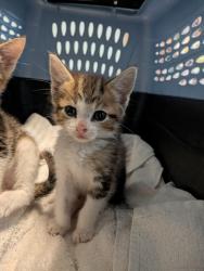 Shelter Stray Male Cat last seen Near Sunset Cliff Boulevard, San Diego, CA, 92107, 5500 Gaines St, San Diego, CA 92110, USA