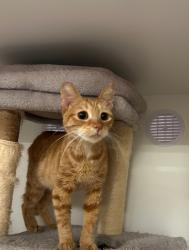 Shelter Stray Male Cat last seen Near Higgins Street, Oceanside, CA, 92058, Oceanside, CA 92058, USA