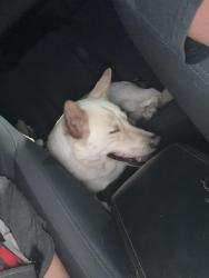 Found/Stray Male Dog last seen Zion church rd dollar general, Concord, NC 28025