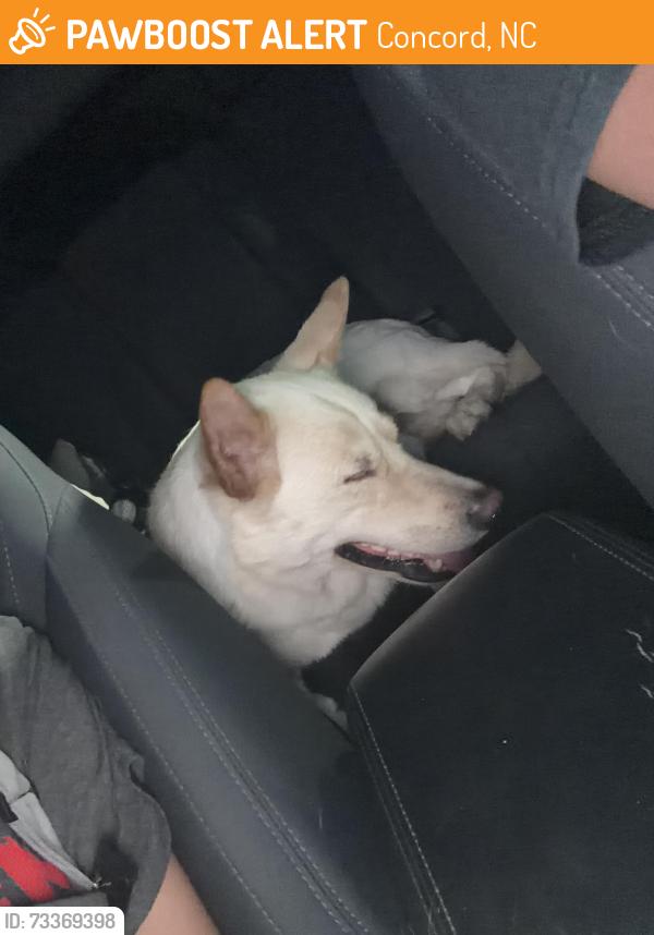 Found/Stray Male Dog last seen Zion church rd dollar general, Concord, NC 28025