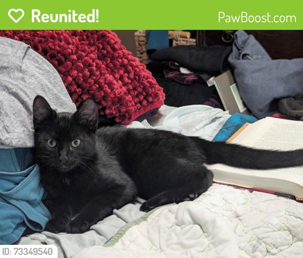 Reunited Male Cat last seen 5th and Main, Downtown Hillsboro, Hillsboro, OR 97124