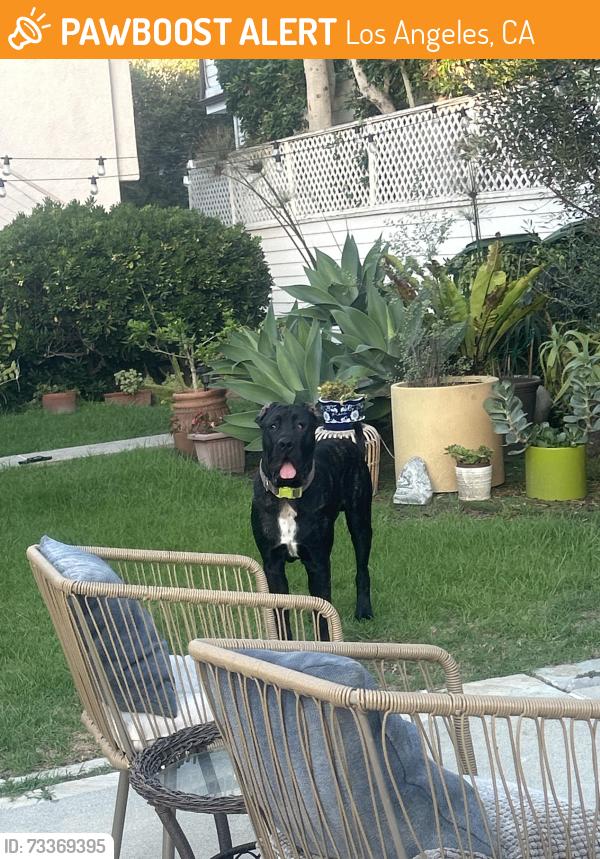 Found/Stray Unknown Dog last seen Grand Canal and Sherman Canal, Los Angeles, CA 90291