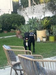 Found/Stray Unknown Dog last seen Grand Canal and Sherman Canal, Los Angeles, CA 90291