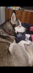 Lost Female Dog last seen evans drive and elks lodge, Milford, DE 19963