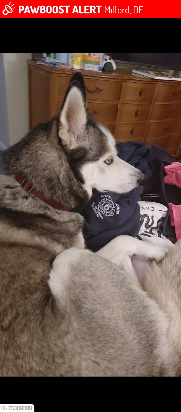 Lost Female Dog last seen evans drive and elks lodge, Milford, DE 19963
