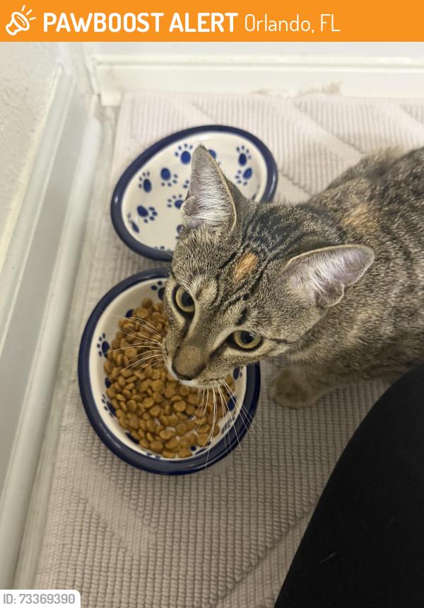 Found/Stray Female Cat last seen Americana and Grand Central Parkway, Orlando, FL 32839