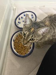 Found/Stray Female Cat last seen Americana and Grand Central Parkway, Orlando, FL 32839