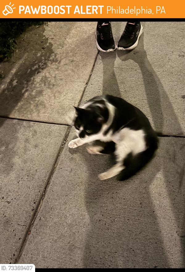 Found/Stray Unknown Cat last seen 19th and Parrish, Philadelphia, PA 19130