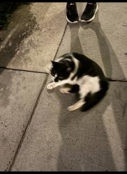 Found/Stray Unknown Cat last seen 19th and Parrish, Philadelphia, PA 19130